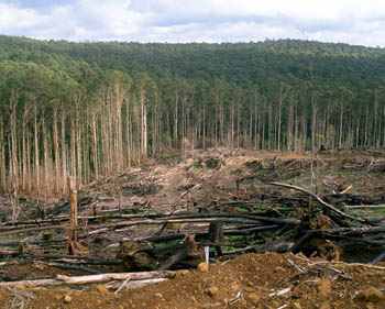 Callahans clearfell logging coupe 