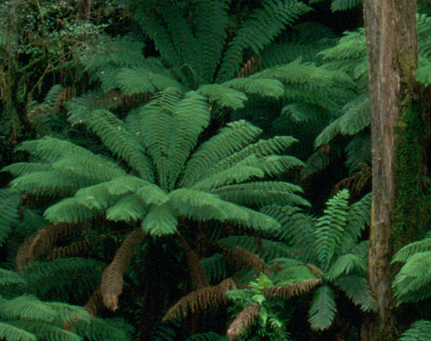 otway ferns