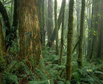 Forest marked for logging