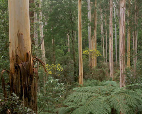 Forest saved from logging